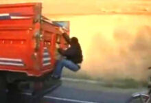 ilustrasi bajing loncat. Foto: Istimewa