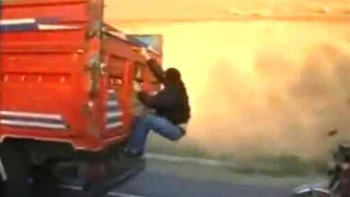 ilustrasi bajing loncat. Foto: Istimewa