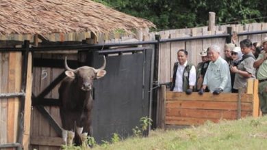 Taman Safari Lepas 4 Banteng Jawa. Foto: Antara