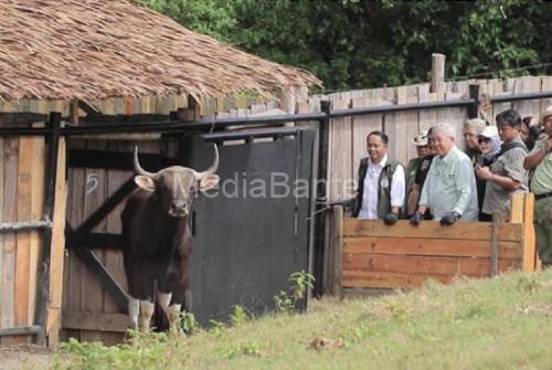 Taman Safari Lepas 4 Banteng Jawa. Foto: Antara