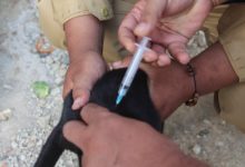 Penanganan kasus rabies di Banten. Foto Biro Adpim Banten