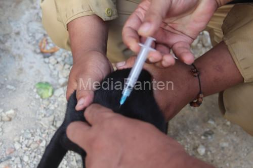 Penanganan kasus rabies di Banten. Foto Biro Adpim Banten