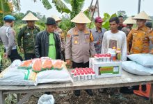 Kapolres Serang, AKBP Condro Sasongko member bantuan bibit jagung, pupuk untuk Gapoktan Budi Makmur di Kopo. Foto: Yono