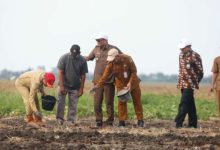 Lahan 10 hektar di Sawahluhur, Kota Serang ditanami bawang merah. Foto: Antara