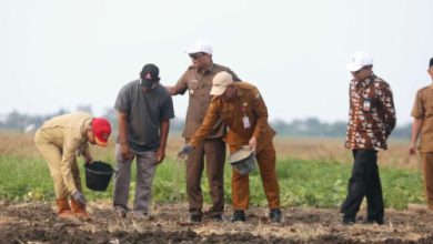 Lahan 10 hektar di Sawahluhur, Kota Serang ditanami bawang merah. Foto: Antara