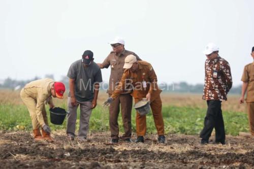 Lahan 10 hektar di Sawahluhur, Kota Serang ditanami bawang merah. Foto: Antara