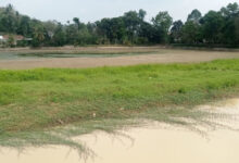 Bendungan Cijoro di Rangkasbitun, Kabupaten Lebak kekeringan. Foto: Antara