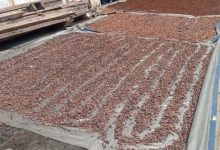 Biji cokelat yang tengah dijemur. Foto Antara