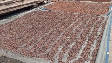 Biji cokelat yang tengah dijemur. Foto Antara
