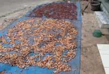 Biji cokelat tengah dijemur di Leba. Foto Antara