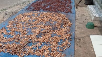 Biji cokelat tengah dijemur di Leba. Foto Antara
