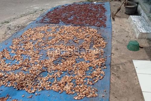 Biji cokelat tengah dijemur di Leba. Foto Antara