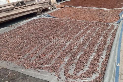 Biji cokelat yang tengah dijemur. Foto Antara