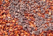 Biji Kakao. Foto Antara