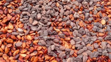 Biji Kakao. Foto Antara