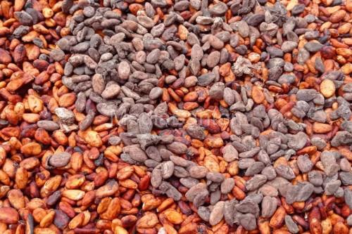 Biji Kakao. Foto Antara