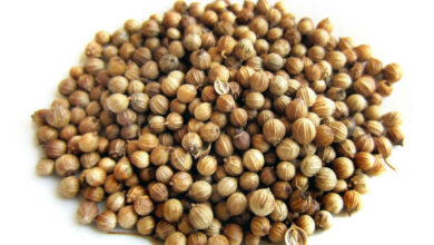 Biji Ketumbar. Foto: Intisari