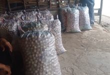 Panen buah Duku di Kabupaten Lebak. Foto: LKBN Antara