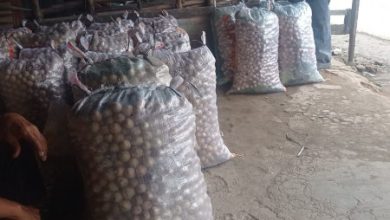 Panen buah Duku di Kabupaten Lebak. Foto: LKBN Antara