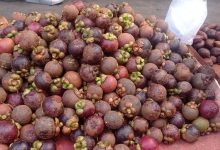 Buah Manggis. Foto: Istimewa