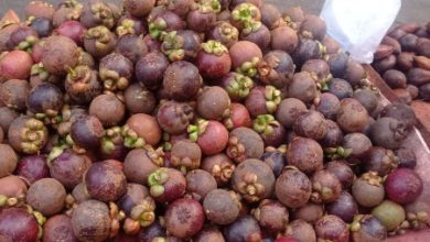 Buah Manggis. Foto: Istimewa