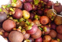 Buah Manggis. Foto: LKBN Antara