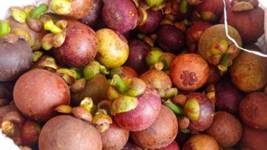Buah Manggis. Foto: LKBN Antara