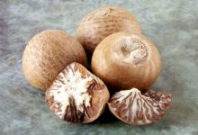 Buah Pinang. Foto: Alodokter