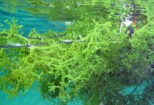 Ilustrasi budi daya rumput laut. Foto: Istimewa