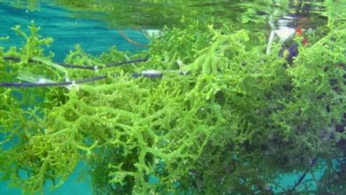 Ilustrasi budi daya rumput laut. Foto: Istimewa