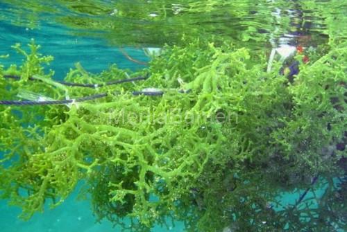 Ilustrasi budi daya rumput laut. Foto: Istimewa