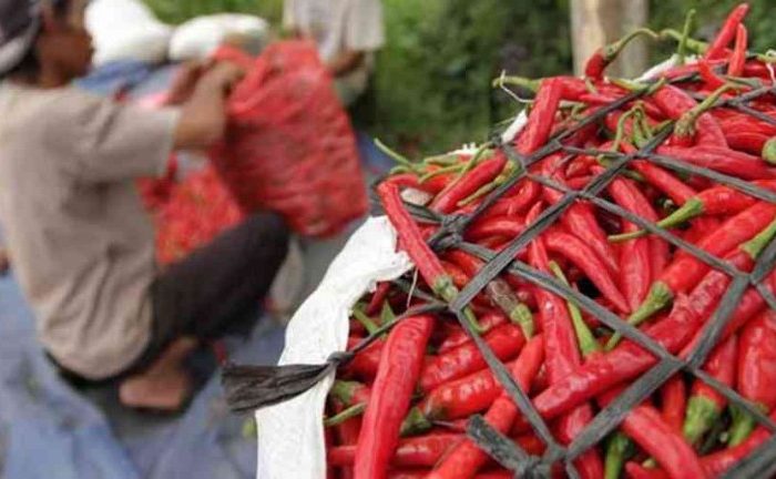 Waduh! Harga Cabai Merah dan Rawit Melonjak Rp70.000/Kg