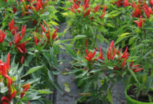 Tanaman Cabai Rawit di Pot. Foto: Istimewa