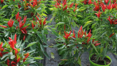 Tanaman Cabai Rawit di Pot. Foto: Istimewa