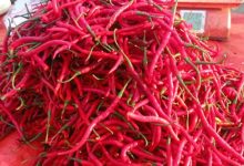 Cabai Merah Keriting. Foto Antara
