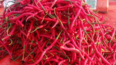 Cabai Merah Keriting. Foto Antara