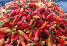 Harga cabai rawit di Lebak tembus Rp80.000 per Kg. foto Antara