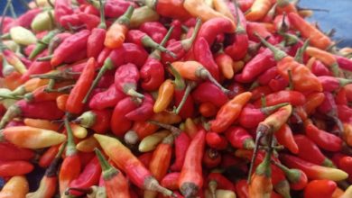 Harga cabai rawit di Lebak tembus Rp80.000 per Kg. foto Antara
