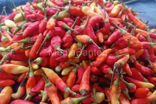 Harga cabai rawit di Lebak tembus Rp80.000 per Kg. foto Antara
