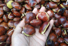 Buah Jengkol yang tua. Foto: Istimewa