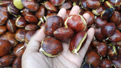 Buah Jengkol yang tua. Foto: Istimewa