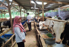 DKPP Cilegon cek PKM di peternakan sapi. Foto: Erling Cristin