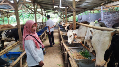 DKPP Cilegon cek PKM di peternakan sapi. Foto: Erling Cristin
