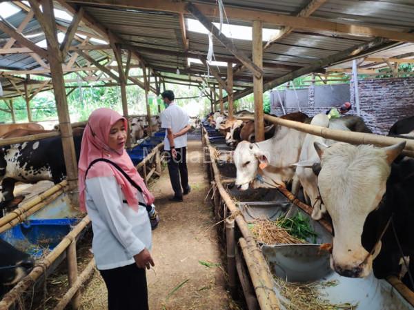 DKPP Cilegon cek PKM di peternakan sapi. Foto: Erling Cristin