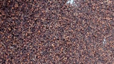 Harga cengkih di Lebak sedang turun. Foto: Antara