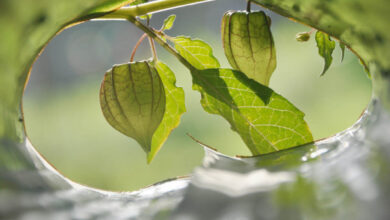 Daun dan buah Ciplukan. Foto: Honey Docs
