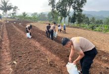 Lahan di Jawa Barat yang siap ditanami jagung dan ubi ungu. Foto Yono