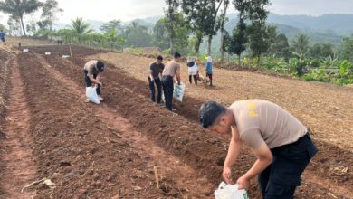 Lahan di Jawa Barat yang siap ditanami jagung dan ubi ungu. Foto Yono