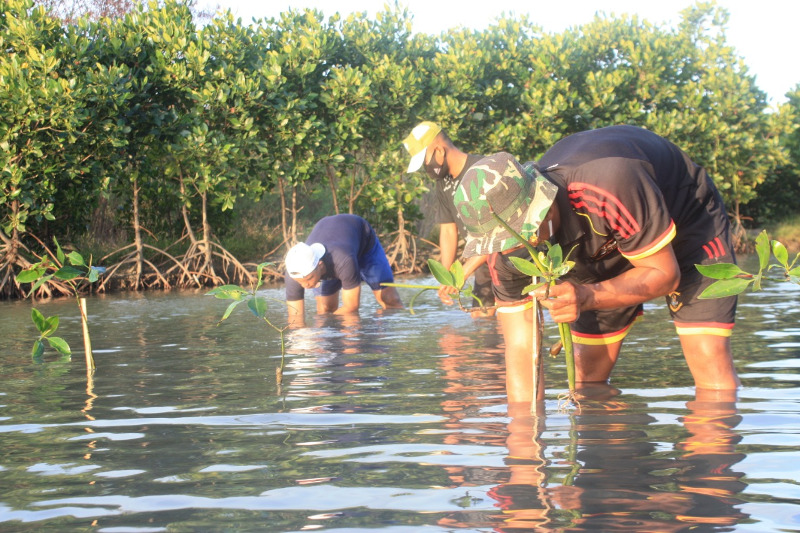 menkav 2 mar tanam mangrove