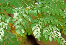 Daun Kelor. Foto: Istimewa